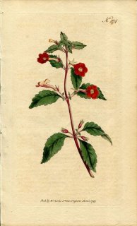 1797ǯ Curtis Botanical Magazine No.374 勵Х ͥ° CYRILLA PULCHELLA