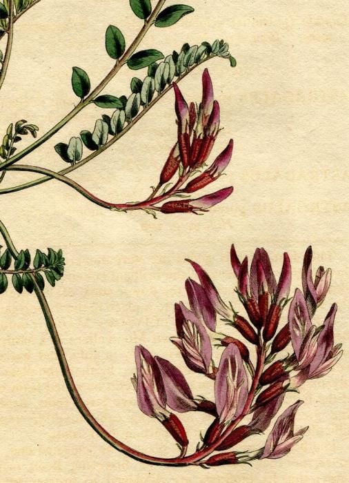1797年 Curtis Botanical Magazine No 375 マメ科 ゲンゲ属 Astragalus Monspessulanus アンティークプリント ボタニカルアート 博物画の通販サイト Spirito Di Artigiano