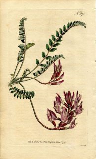 1797ǯ Curtis Botanical Magazine No.375 ޥ ° ASTRAGALUS MONSPESSULANUS