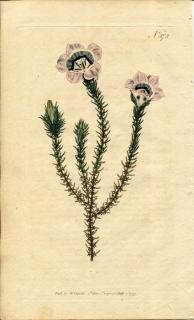 1797ǯ Curtis Botanical Magazine No.378 祦 ° ROELLA CILIATA