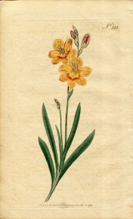 1797ǯ Curtis Botanical Magazine No.383  ȥȥ˥° GLADIOLUS SECURIGER