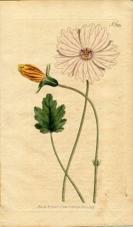 1797ǯ Curtis Botanical Magazine No.385 ե 󥽥˥° MONSONIA LOBATA