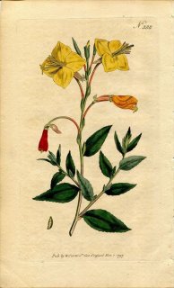 1797ǯ Curtis Botanical Magazine No.388 Хʲ ޥĥ襤° OENOTHERA ANOMALA