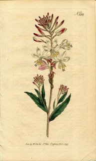 1797ǯ Curtis Botanical Magazine No.389 Хʲ ޥ⥽° GAURA BIENNIS