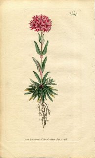 1798ǯ Curtis Botanical Magazine No.394 ʥǥ Υ° LYCHNIS ALPINA