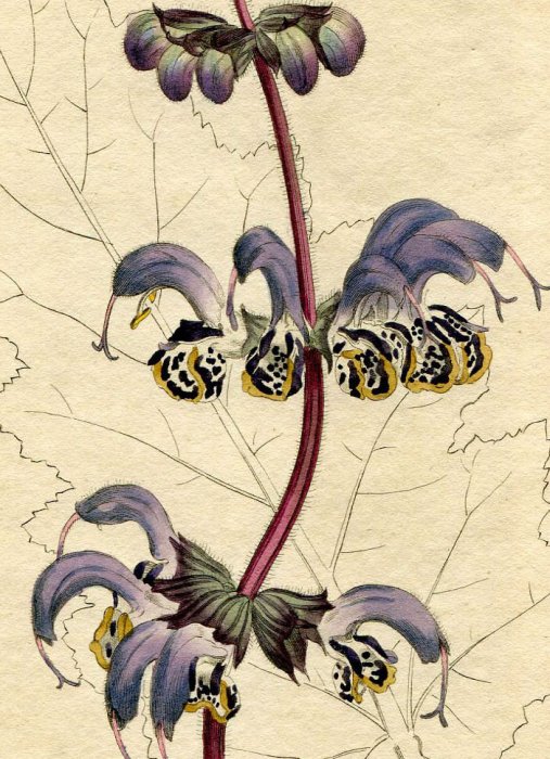 1798年 Curtis Botanical Magazine No.395 シソ科 アキギリ属 SALVIA INDICA サルビア -  アンティークプリント 博物画 ボタニカルアートの通販サイト Spirito di Artigiano
