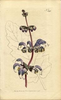 1798ǯ Curtis Botanical Magazine No.395  ° SALVIA INDICA ӥ