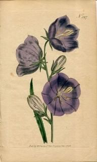 1798ǯ Curtis Botanical Magazine No.397 祦 ۥ֥° Х祦 CAMPANULA PERSICIFOLIA