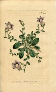 1798ǯ Curtis Botanical Magazine No.404 祦 ۥ֥° CAMPANULA MOLLIS