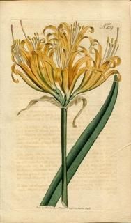 1798ǯ Curtis Botanical Magazine No.409 ҥХʲ ꥳꥹ° AMARYLLIS AUREA