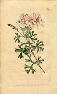 植物 - アンティークプリント 博物画 ボタニカルアートの通販