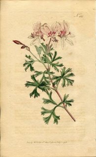 1798ǯ Curtis Botanical Magazine No.413 ե ƥ󥸥° PELARGONIUM TERNATUM