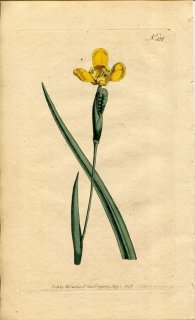 1798ǯ Curtis Botanical Magazine No.416  ȥĥ° IRIS MARTINICENSIS