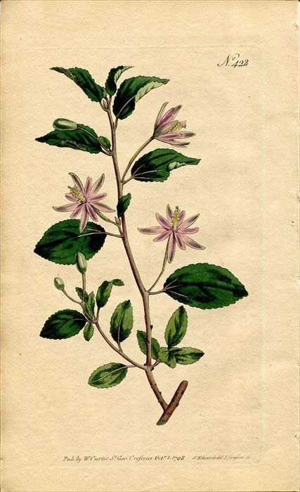 洋書　植物画　PLANTS 洋書 植物画 PLANTS