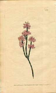 1798ǯ Curtis Botanical Magazine No.423 ĥĥ ꥫ° ERICA ARTICULARIS