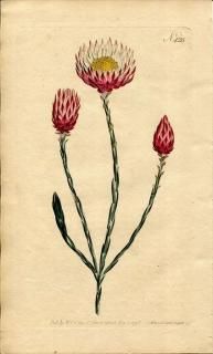 1798ǯ Curtis Botanical Magazine No.425  ɥǥ° XERANTHEMUM SESAMOIDES