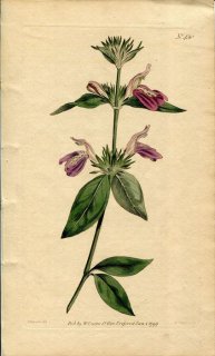 1799年 Curtis Botanical Magazine No.430 キツネノマゴ科 ヤンバルハグロソウ属 JUSTICIA PERUVIANA