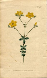 1799ǯ Curtis Botanical Magazine No.431 ޲ ° LINUM QUADRIFOLIUM