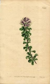 1799ǯ Curtis Botanical Magazine No.446 ޥ ץ쥢° PSORALEA BRACTEATA