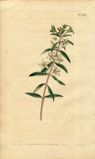 1799ǯ Curtis Botanical Magazine No.456 ߥ ȥ° DIOSMA SERRATIFOLIA