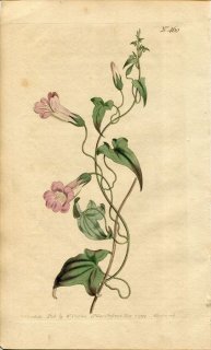 1799ǯ Curtis Botanical Magazine No.460 Х ޥǥ° MAURANDYA SEMPERFLORENS