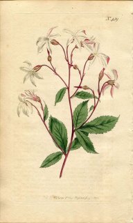 1800ǯ Curtis Botanical Magazine No.489 Х ˥° ߥĥХĥ SPIRAEA TRIFOLIATA
