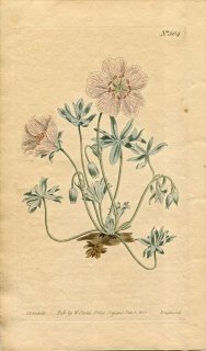 1801ǯ Curtis Botanical Magazine No.504 ե ˥ GERANIUM ARGENTEUM