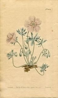 1801ǯ Curtis Botanical Magazine No.504 ե ե° GERANIUM ARGENTEUM