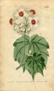 1801ǯ Curtis Botanical Magazine No.516 ʥΥ ɥ° SPARMANNIA AFRICANA