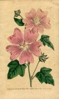 1801ǯ Curtis Botanical Magazine No.517  ˥° LAVATERA THURINGIACA