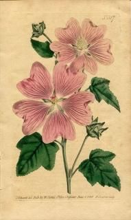 1801ǯ Curtis Botanical Magazine No.517  ϥʥ° LAVATERA THURINGIACA