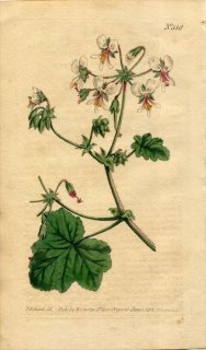 1801ǯ Curtis Botanical Magazine No.518 ե ƥ󥸥° PELARGONIUM TOMENTOSUM