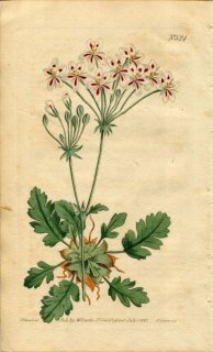 1801ǯ Curtis Botanical Magazine No.524 ե ƥ󥸥° PELARGONIUM PULCHELLUM