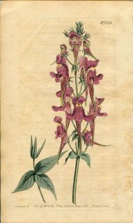 1801ǯ Curtis Botanical Magazine No.525 Х 󥮥祽° ANTIRRHINUM TRIORNITHOPHORUM