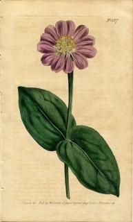 1801ǯ Curtis Botanical Magazine No.527  ˥° ҥ㥯˥ ZINNIA ELEGANS