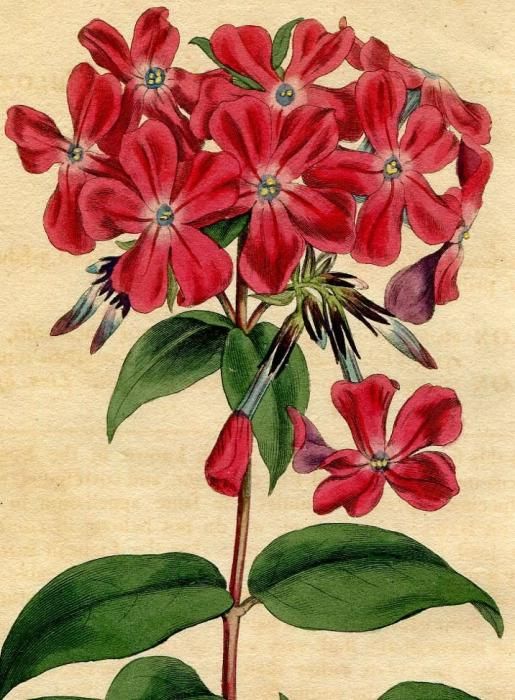 Phlox ovata ボタニカルアート Phlox ovata ボタニカルアート - メルカリ
