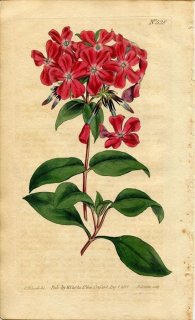 1801ǯ Curtis Botanical Magazine No.528 ϥʥΥֲ եå° PHLOX OVATA