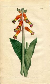 1802ǯ Curtis Botanical Magazine No.590  饱ʥꥢ° LACHENALIA PENDULA