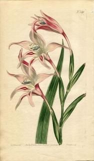 1802ǯ Curtis Botanical Magazine No.591  饸饹° GLADIOLUS CARNEUS