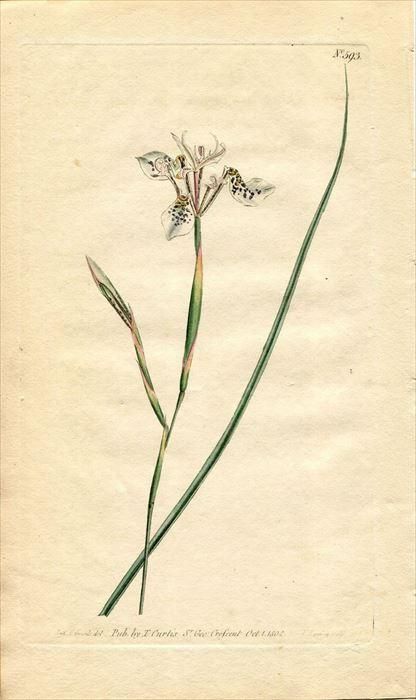 1802年 Curtis Botanical Magazine No 593 アヤメ科 モラエア属 Moraea Unguiculata アンティークプリント ボタニカルアート 博物画の通販サイト Spirito Di Artigiano 1802年 Curtis Botanical Magazine No 593 アヤメ科 モラエア属 Moraea Unguiculata アンティークプリント ボタニカルアート 博物画の通販サイト Spirito Di Artigiano