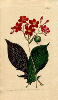 1802ǯ Curtis Botanical Magazine No.604 ȥ ʥ襦֥饮° JATROPHA PANDURAEFOLIA