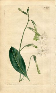 1803ǯ Curtis Botanical Magazine No.673 ʥ Х° NICOTIANA UNDULATA