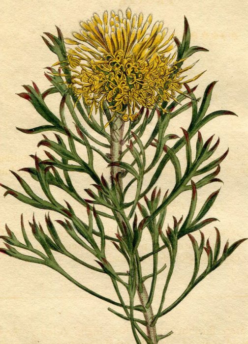 1803年 Curtis Botanical Magazine No.697 ヤマモガシ科 プロテア属 PROTEA ANEMONIFOLIA -  アンティークプリント 博物画 ボタニカルアートの通販サイト Spirito di Artigiano