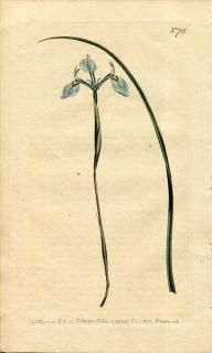 1803ǯ Curtis Botanical Magazine No.702  饨° MORAEA TRIPETALA