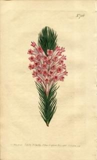 1803ǯ Curtis Botanical Magazine No.706 ĥĥ ꥫ° ERICA LONGIFOLIA