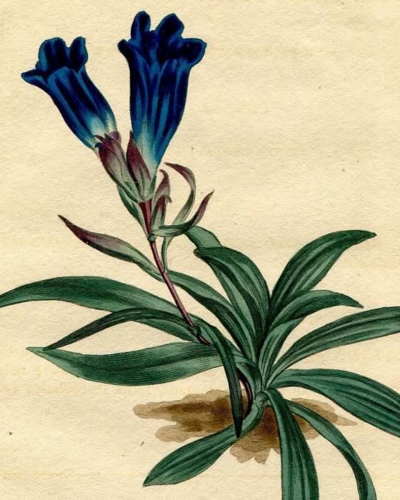 1804年 Curtis Botanical Magazine No.723 リンドウ科 リンドウ属