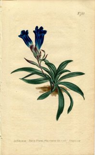 1804ǯ Curtis Botanical Magazine No.723 ɥ ɥ° GENTIANA ADSCENDENS