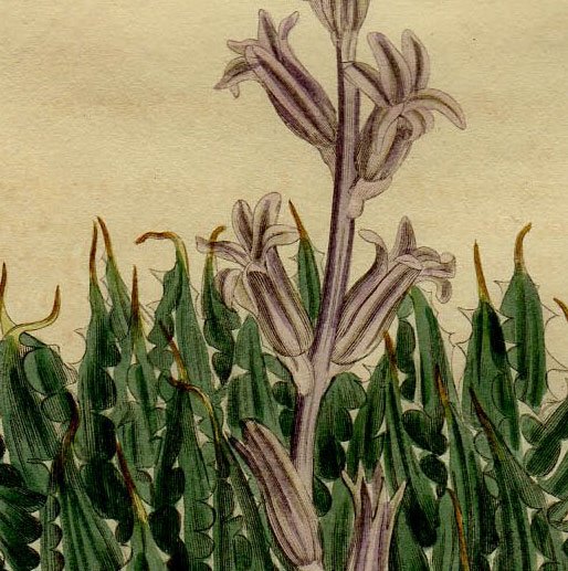 1804年 Curtis Botanical Magazine No.756 ツルボラン科 ハオルチア属 ALOE ARACHNOIDES 多肉植物  - アンティークプリント 博物画 ボタニカルアートの通販サイト Spirito di Artigiano