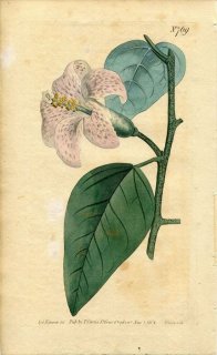 1804ǯ Curtis Botanical Magazine No.769  饰ʥꥢ° LAGUNAEA PATERSONIA