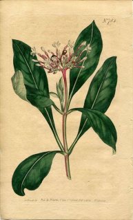 1804ǯ Curtis Botanical Magazine No.784 祦ȥ 饦ե° ɥܥ OPHIOXYLUM SERPENTINUM